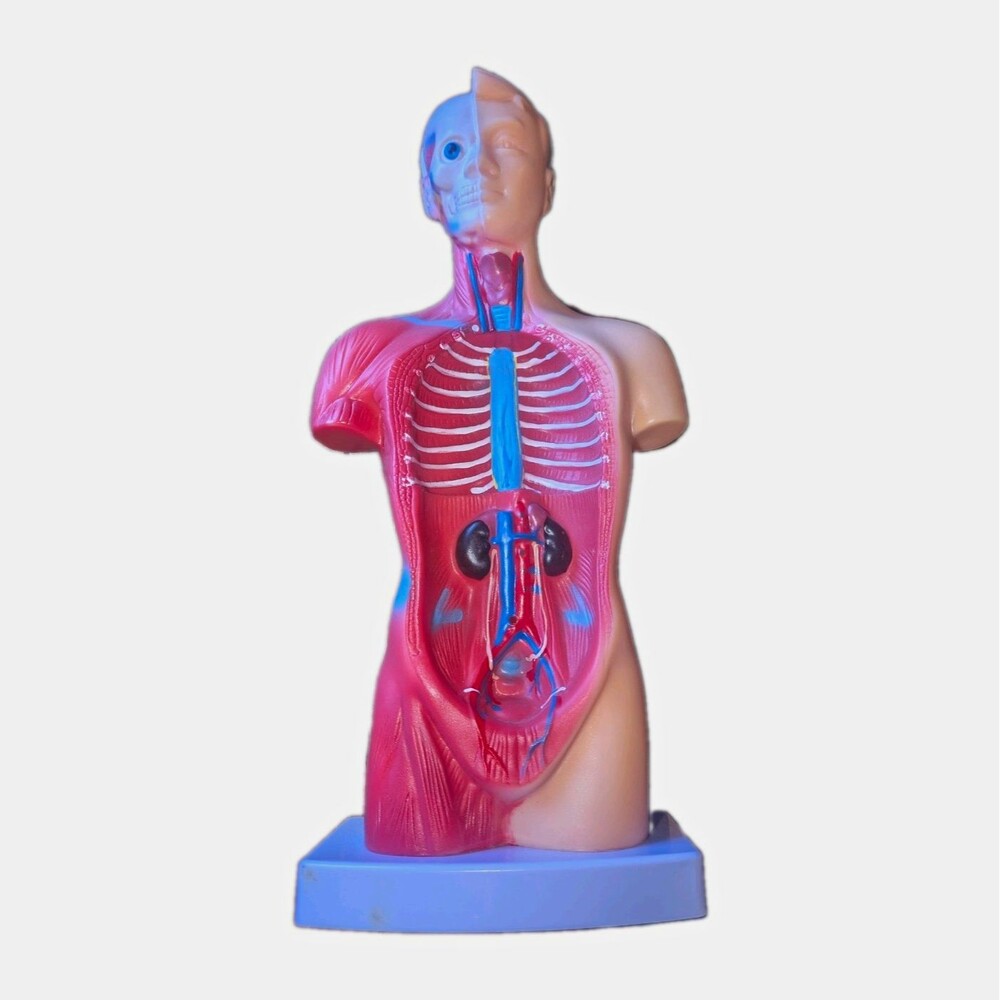 Human Torso Anatomy Model on Base, Removable Brain, Half Muscle Half Organs